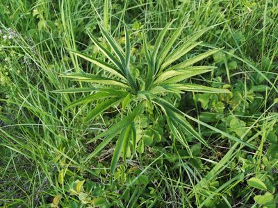Helleborus multifidus, photographed by Jens-Christian Svenning