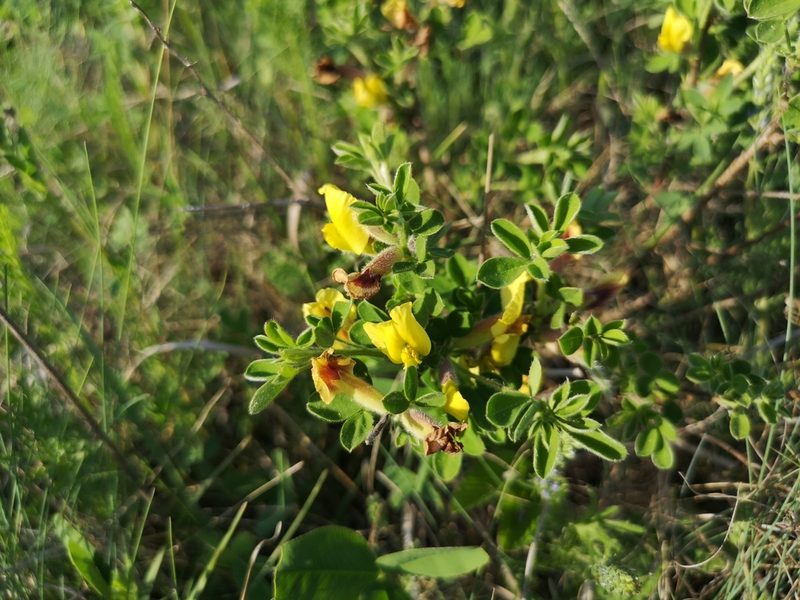 Chamaecytisus hirsutus, photographed by Jens-Christian Svenning