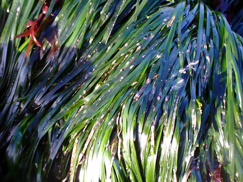 Phyllospadix scouleri, photographed by Cricket Raspet
