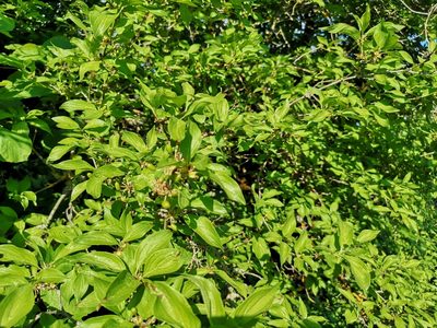 Cornus mas, photographed by Jens-Christian Svenning