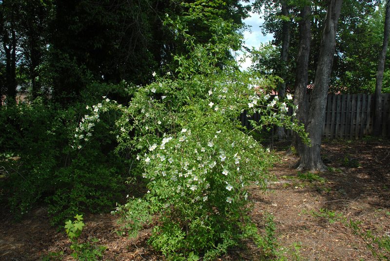 Philadelphus inodorus, photographed by Douglas Goldman
