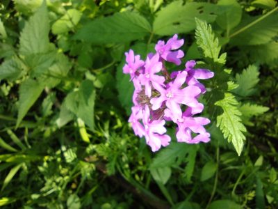 Verbena canadensis, photographed by Pam Morgan