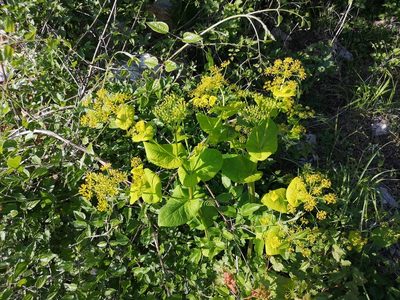 Smyrnium perfoliatum, photographed by Jens-Christian Svenning