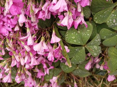Oxalis articulata, photographed by John Hepburn