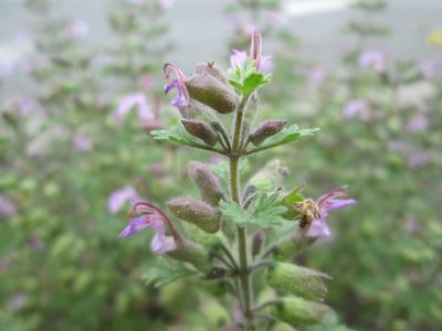 Teucrium botrys, photographed by Andreas Rockstein