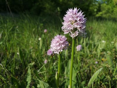 Neotinea tridentata, photographed by Jens-Christian Svenning