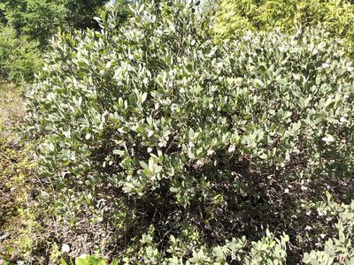 Arctostaphylos columbiana