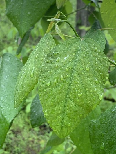 Populus heterophylla, photographed by Daniel J. Layton