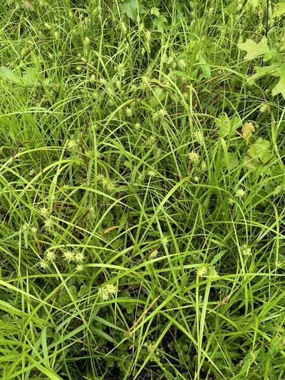 Carex louisianica, photographed by Daniel J. Layton