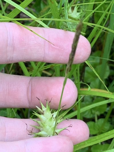 Carex louisianica, photographed by Daniel J. Layton