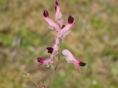 Fumaria muralis
