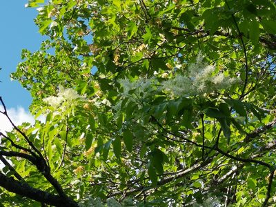 Fraxinus ornus, photographed by Jens-Christian Svenning