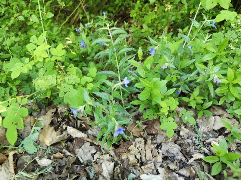 Aegonychon purpurocaeruleum, photographed by Jens-Christian Svenning