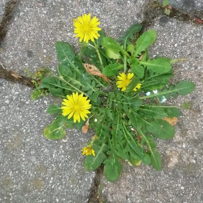 Crepis bursifolia, photographed by Cesare Sandri