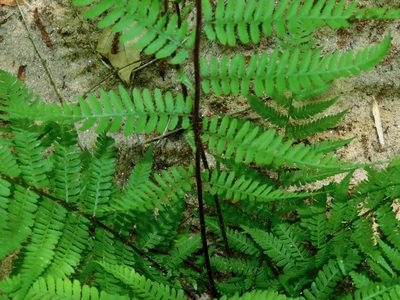 Athyrium asplenioides, photographed by Michael J. Papay