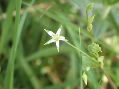 Stellaria uliginosa, photographed by John Lyden