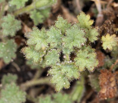 Phacelia perityloides, photographed by Steve Matson