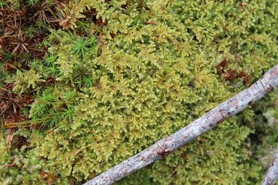 Callicladium imponens, photographed by Steven Lamonde
