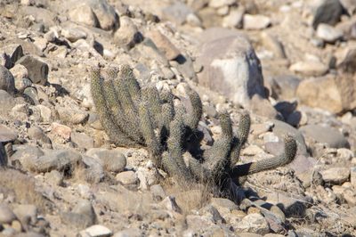 Haageocereus platinospinus, photographed by David F. Belmonte