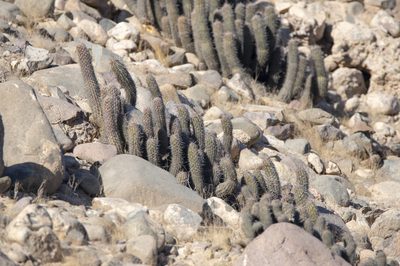 Haageocereus platinospinus, photographed by David F. Belmonte