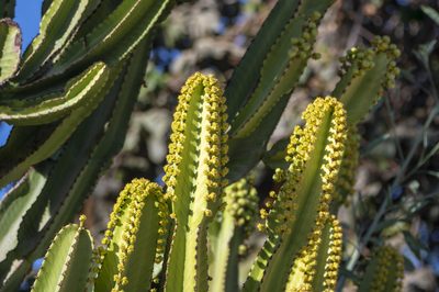 Euphorbia ingens, photographed by David F. Belmonte