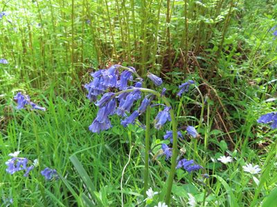 Hyacinthoides non-scripta, photographed by Anne Thomson