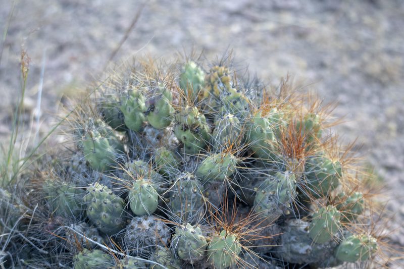 Cumulopuntia corotilla, photographed by David F. Belmonte