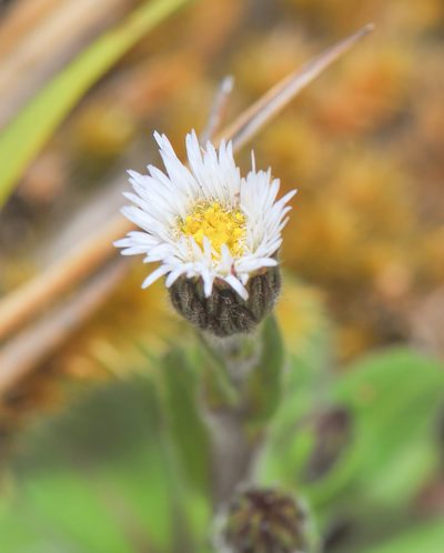 Erigeron ecuadoriensis, photographed by Morten Ross