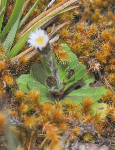 Erigeron ecuadoriensis, photographed by Morten Ross