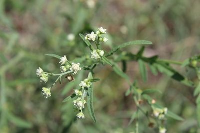 Parthenium hysterophorus, photographed by Ricard Busquets Reverte