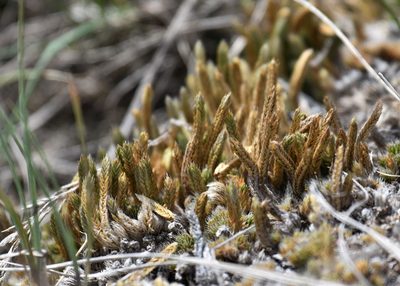Pseudolycopodium densum, photographed by Eric Lamb