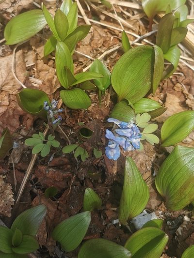Corydalis ambigua, photographed by Валерия Ковалева