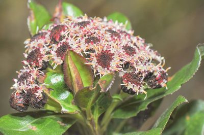 Baccharis padifolia, photographed by Morten Ross
