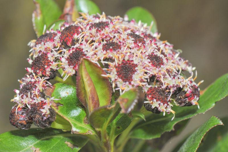 Baccharis padifolia, photographed by Morten Ross