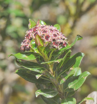 Baccharis padifolia, photographed by Morten Ross