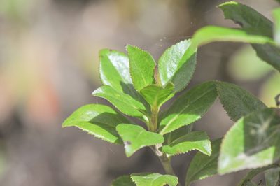 Baccharis padifolia, photographed by Morten Ross
