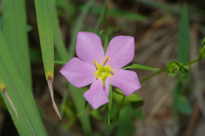 Sabatia campestris, photographed by Michelle W. （鍾偉瑋）