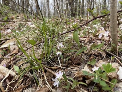 Claytonia caroliniana, photographed by Mary E. Macaulay, P.Eng.
