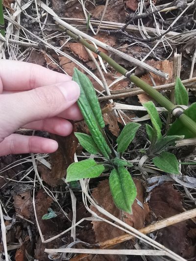 Saussurea pseudotilesii, photographed by Валерия Ковалева