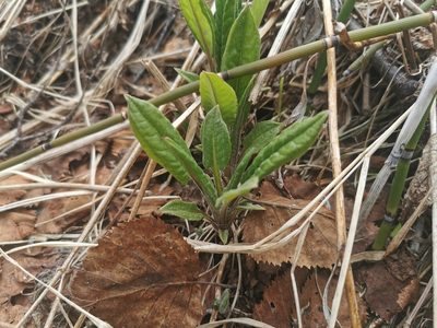 Saussurea pseudotilesii, photographed by Валерия Ковалева