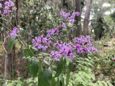 Vernonia gigantea