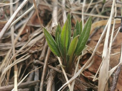 Saussurea pseudotilesii, photographed by Валерия Ковалева