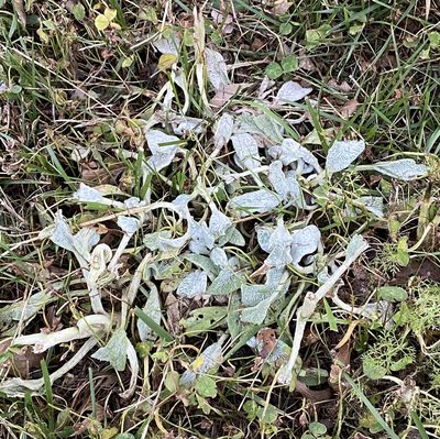 Stachys byzantina, photographed by Lexi Amico