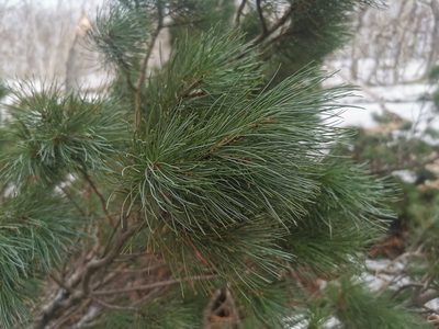 Pinus pumila, photographed by Валерия Ковалева