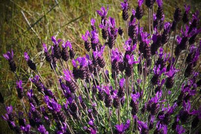 Lavandula pedunculata, photographed by desertnaturalist