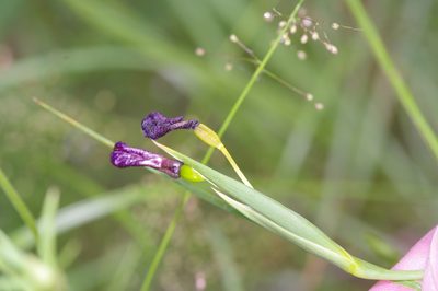 Alophia drummondii, photographed by Michelle W. （鍾偉瑋）