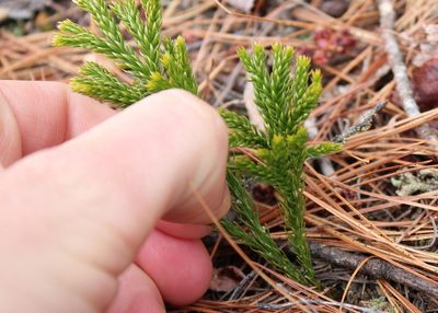Dendrolycopodium hickeyi, photographed by Steven Lamonde