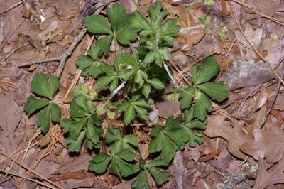 Sanicula canadensis, photographed by Michelle W. （鍾偉瑋）