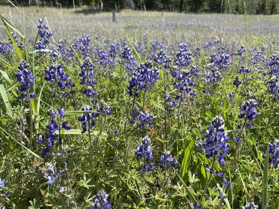 Lupinus nanus, photographed by Emily Langdon-Lassagne