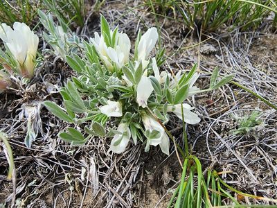 Astragalus gilviflorus, photographed by Brian Dickerson